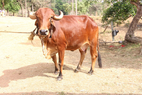 ગૌ માતાને રાષ્ટ્રમાતા બનાવવા ચારેય પીઠના જગત ગુરુઓ એક મંચ પર જોડાશે, શંકરાચાર્ય અવિમુકતેશ્વરાનંદ સરસ્વતી 33 રાજ્યમાં 24 હજાર કિલોમીટરની યાત્રા કરશે