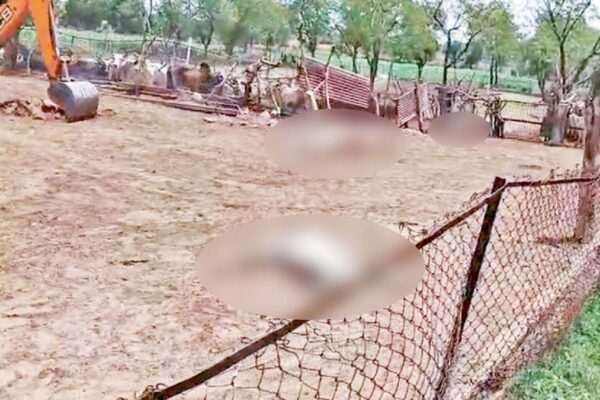 Deesa News: ડીસાના બલોધર ગામની પાંજરાપોળમાં 36 ગાયોનાં મોત થતાં અરેરાટી, 15 જેટલી ગાયો સારવાર કરી બચાવી લેવાઈ